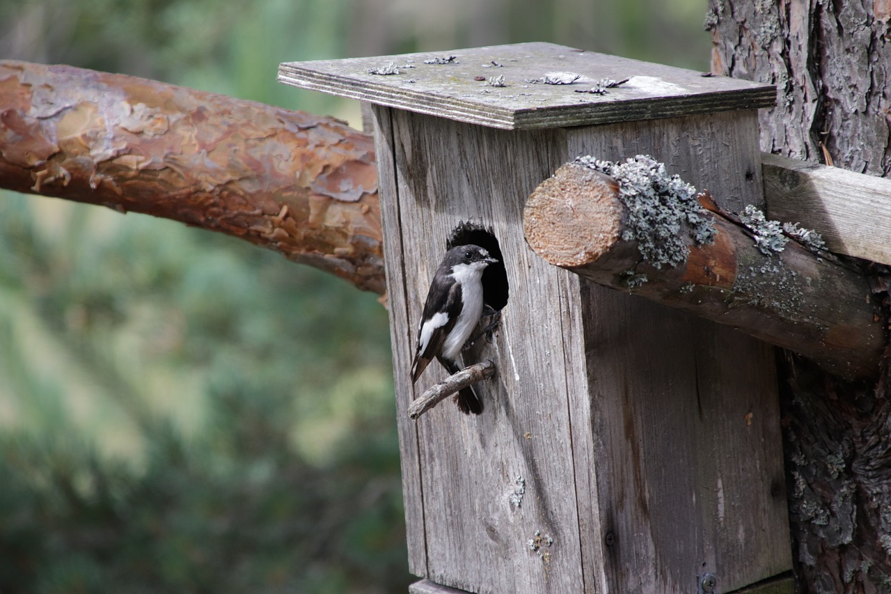 Quirky DIY Birdhouse Ideas for Your Yard Decor